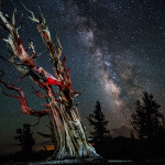 Stars and Milky Way over the Ancient Bristlecone Pine Forest