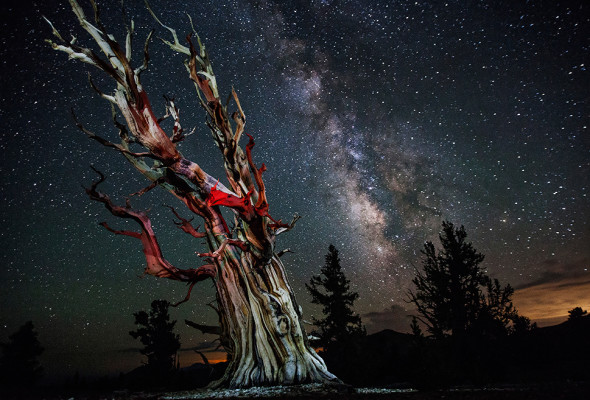Stars and Milky Way over the Ancient Bristlecone Pine Forest